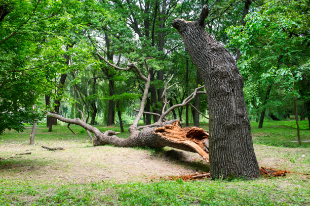 Trusted Lake Havasu City, AZ Tree Care Experts