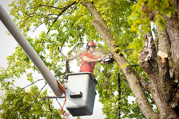How Our Tree Care Process Works  in  Lake Havasu City, AZ