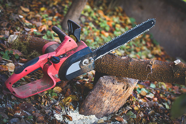 Best Lawn Disease Treatment  in Lake Havasu City, AZ